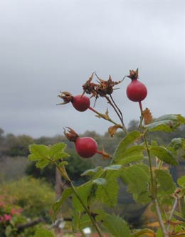 Rosa californica - Rose hips