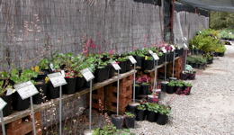 casa_plant_signage