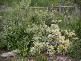 Eriogonum giganteum at the Baginsky residence