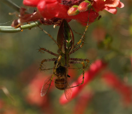 green lynx spider with honey bee in galvezia