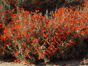 Epilobium canum