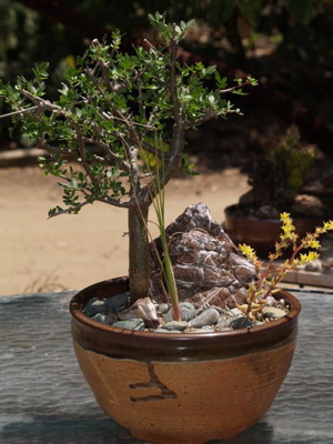 baja in a pot