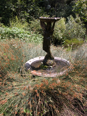 Juncus fountain