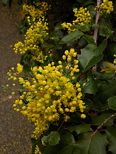 mahonia ga flower
