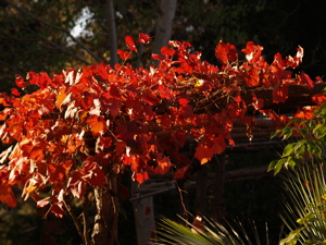 Sunlit Vitis