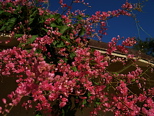 Antigonon leptopus
