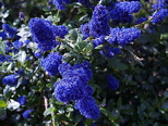 Ceanothus 'Louis Edmunds'