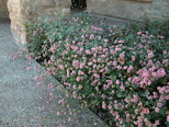 Eriogonum grande rubescens