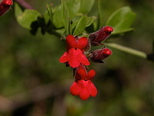 Galvezia speciosa