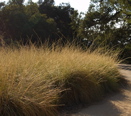 Muhlenbergia rigens