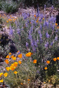 poppy lupine