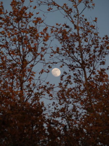 Sycamore Moon