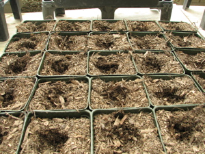 containers_planting_hole