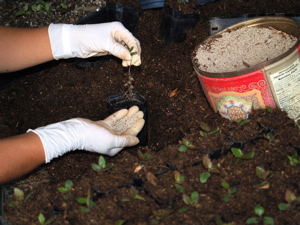 myco_hands_planting