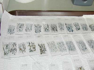 prepared samples