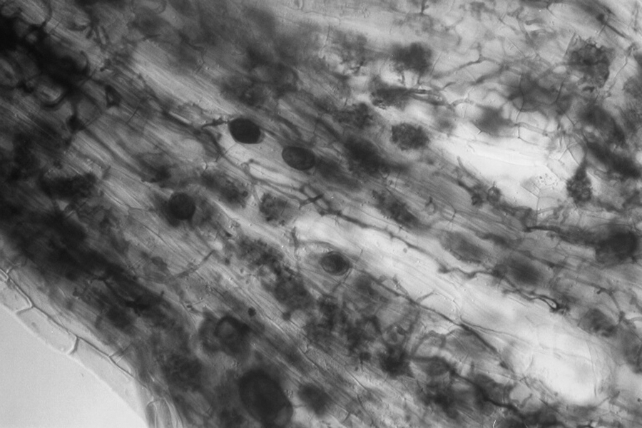 mycorrhizae arbuscules