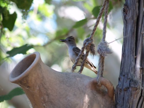 Ash-Throated Fly-Catcher