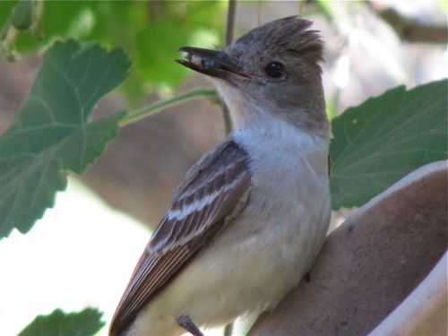 ash-throated flycatcher closer