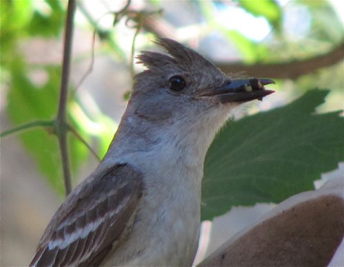 ash-thraoted flycatcher with fly