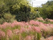 aristida  massed