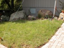 bouteloua  lawn