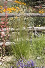 Deschampsia caespitosa