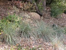 Festuca californica