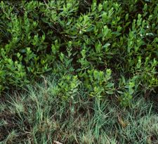 Distichlis spicata and Iva hayesiana