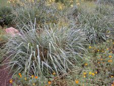Leymus canyon prince