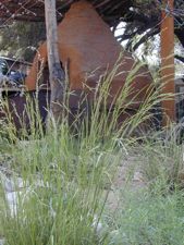 Melica imperfecta