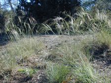 nassella pulchra