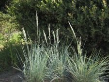 festuca patricks point