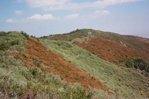 adenostema and arctostaphylos