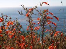 epilobium in october