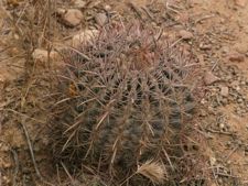 ferocactus