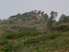 imagine coasta sage scrub
