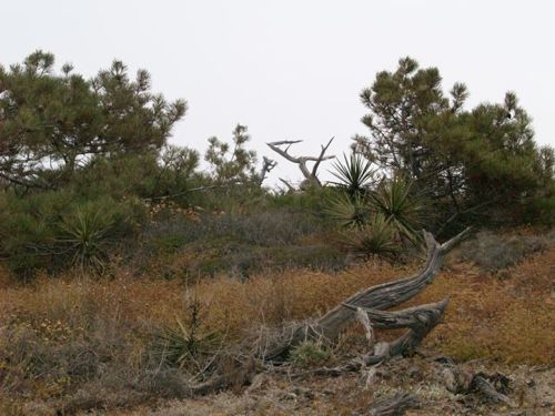 torrey_skeleton