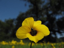 ca native viola