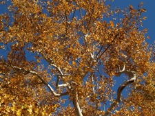 ca sycamore mid-winter