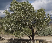 iconic manzanita