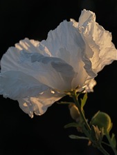 matilija poppy sunlit