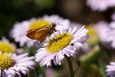 skipper erigeron bountiful
