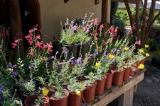 flower display retail