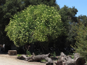 Sambucus mexicana, pruned into a small tree in full-bloom, May 2009