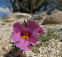mimulus bigelovii