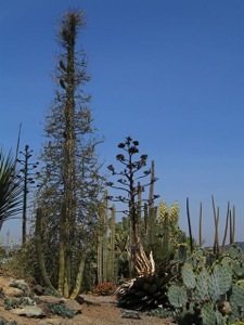 cool baja succulents