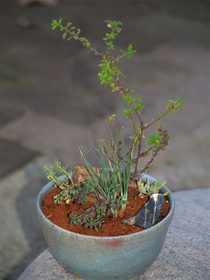 freshly planted
