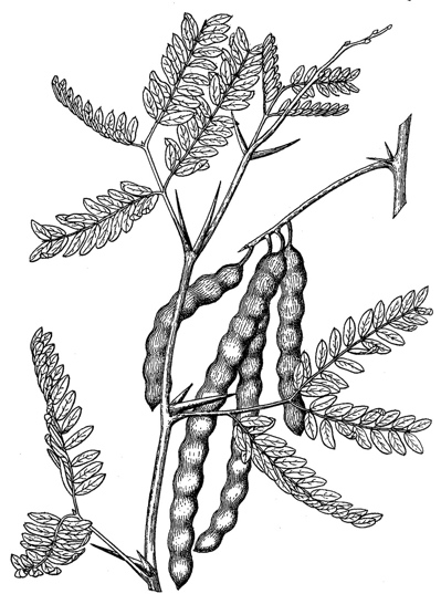 mesquite sized