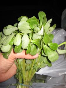 store bought purslane