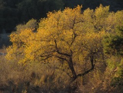 soltice willow